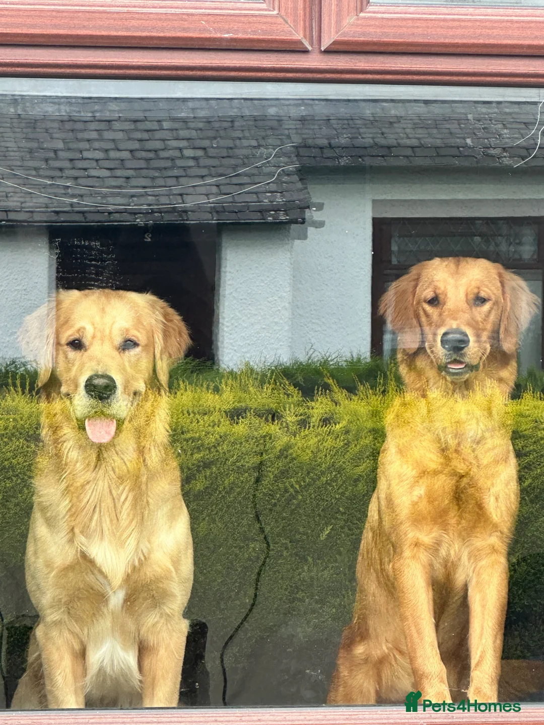 Golden Retriever dogs for sale: KC Registered Golden Retriever Puppies  - Advert 16