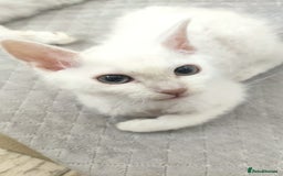 LaPerm cats for sale: Last one **Beautiful LaPerm curly fur boy kitten - Image 1