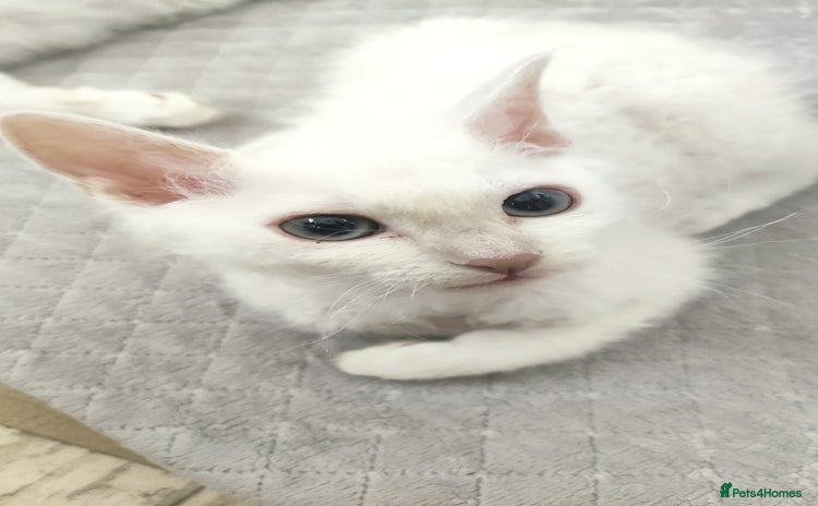 LaPerm cats - Advert 1