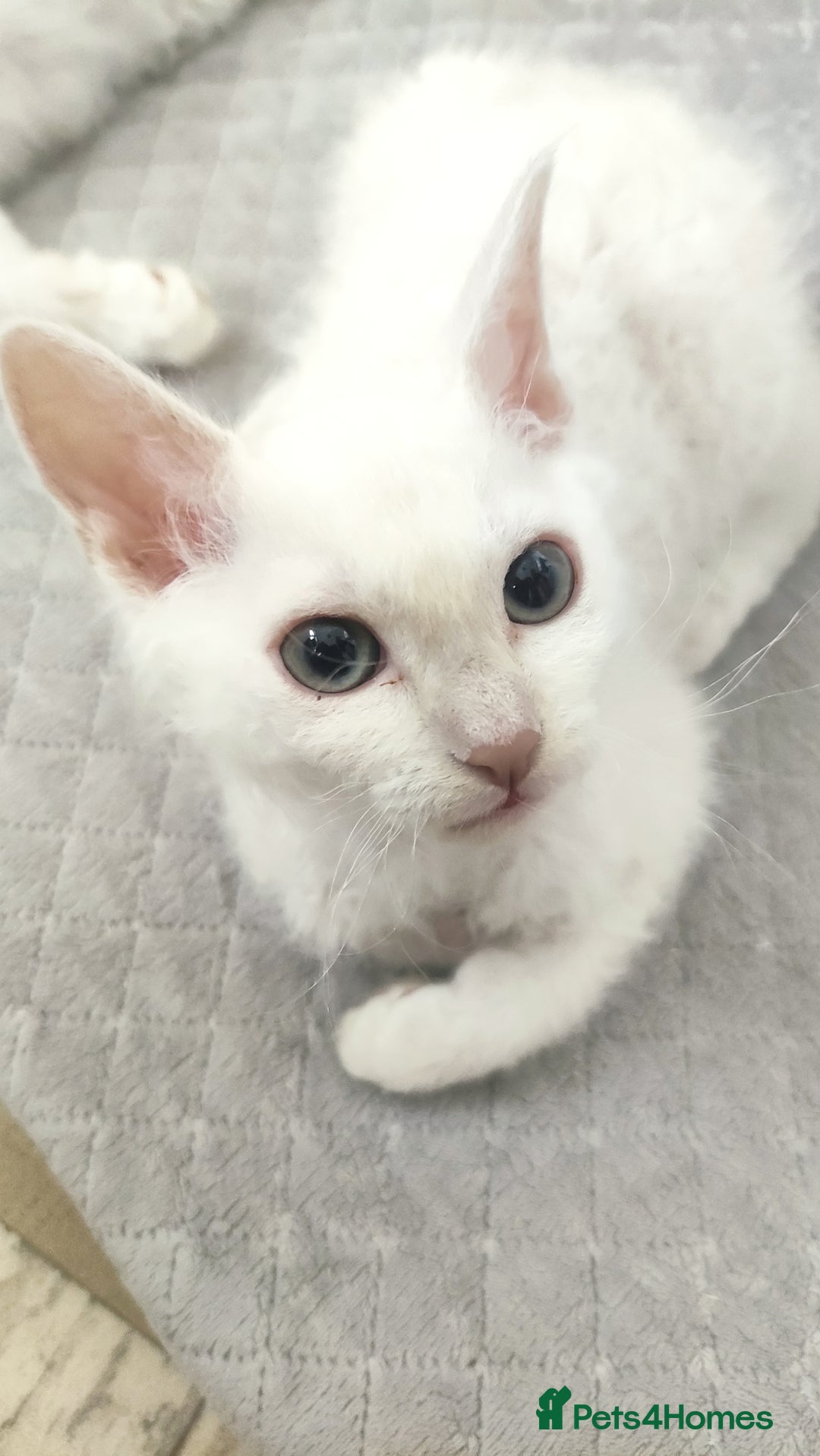 LaPerm cats for sale: Last one **Beautiful LaPerm curly fur boy kitten - Image 1
