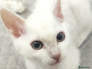 LaPerm cats - Advert 2