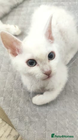 LaPerm cats - Advert 2