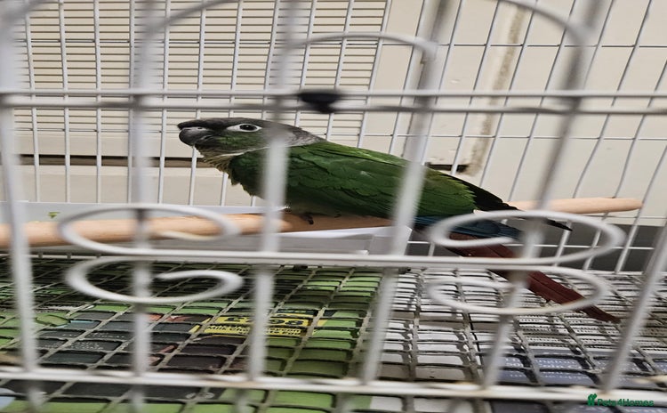 Conures birds - Advert 5
