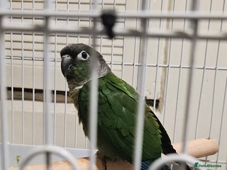 Conures birds - Advert 5