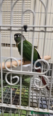 Conures birds - Advert 12