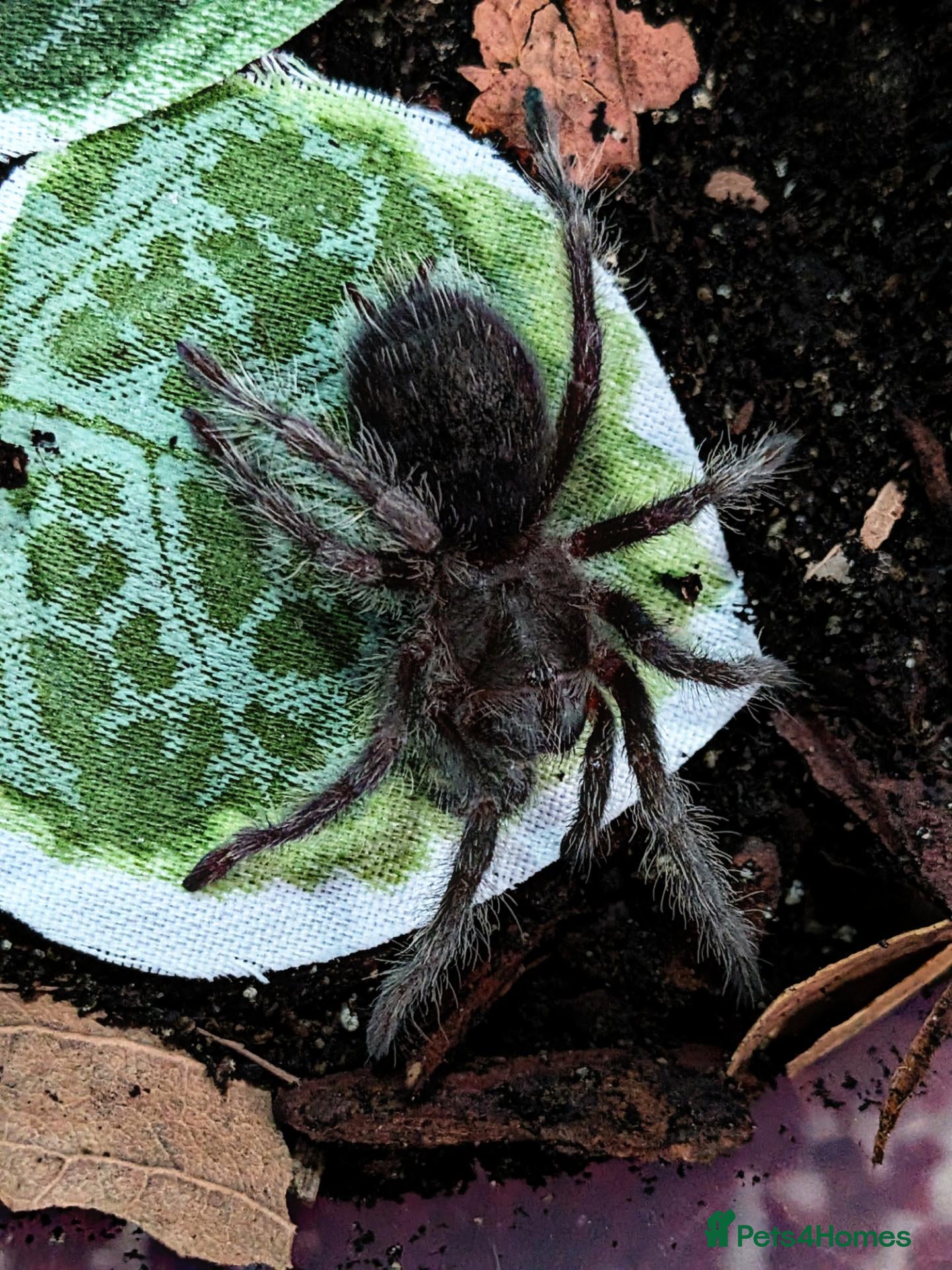 Tarantulas invertebrates Various Tarantulas (read description)  - Advert 1