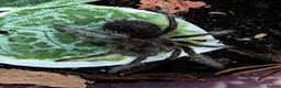 Tarantulas invertebrates for sale: Various Tarantulas (read description)  - Advert 5