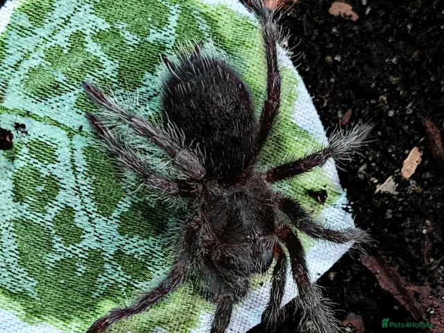 Tarantulas invertebrates Various Tarantulas (read description) - Advert 1