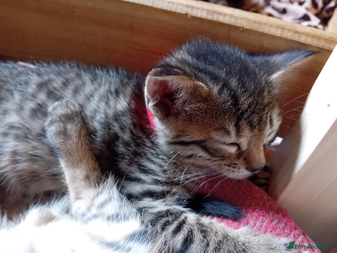 Bengal cats for sale: 6 Stunning Bengal Cross Kittens – Ready 31/10/2025 - Image 6