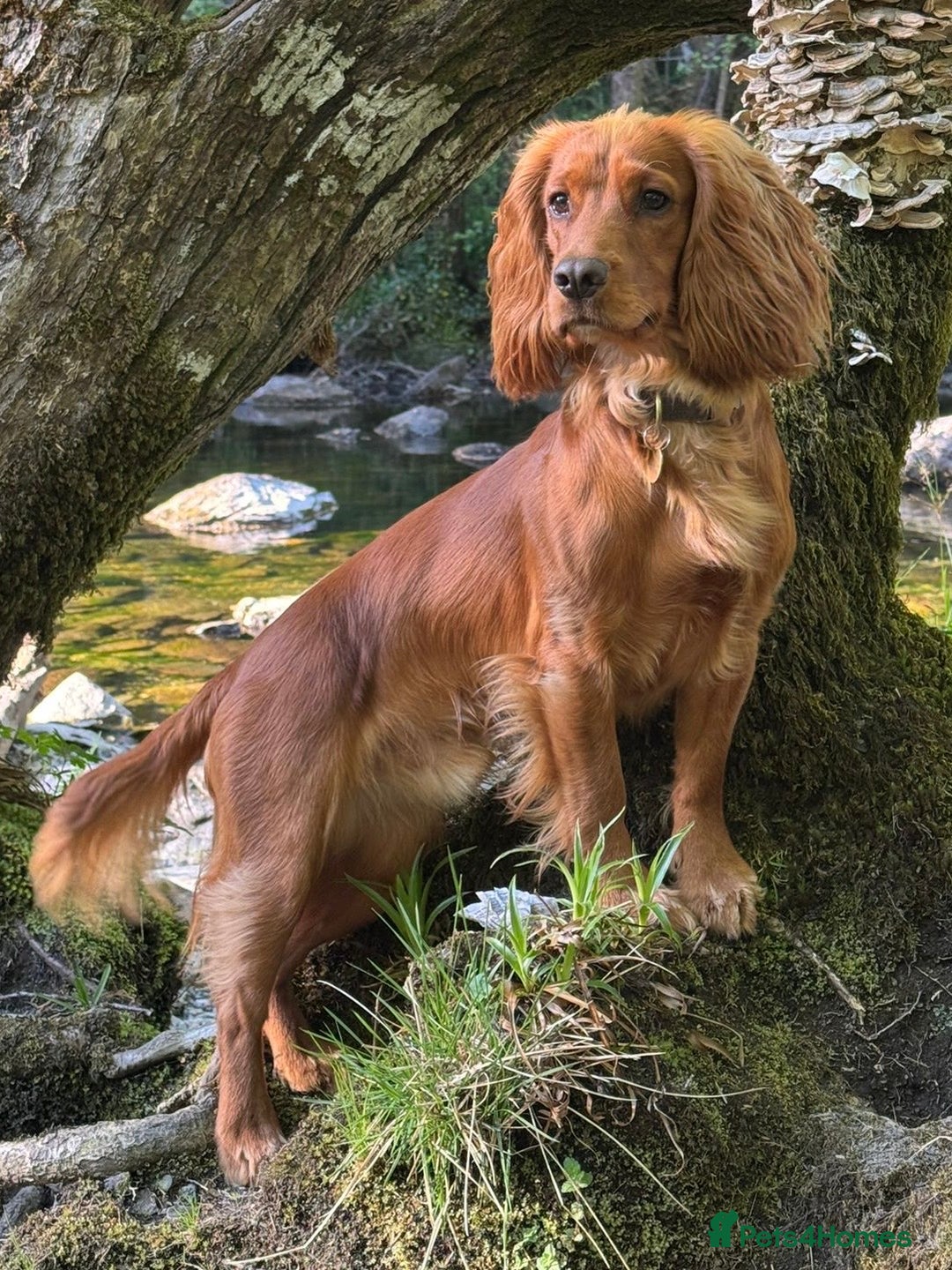Cocker Spaniel dogs for sale: Working Cocker Spaniel Puppies - Advert 14
