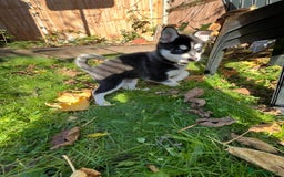 Mixed Breed dogs for sale: MIRO❤️ - Image 7