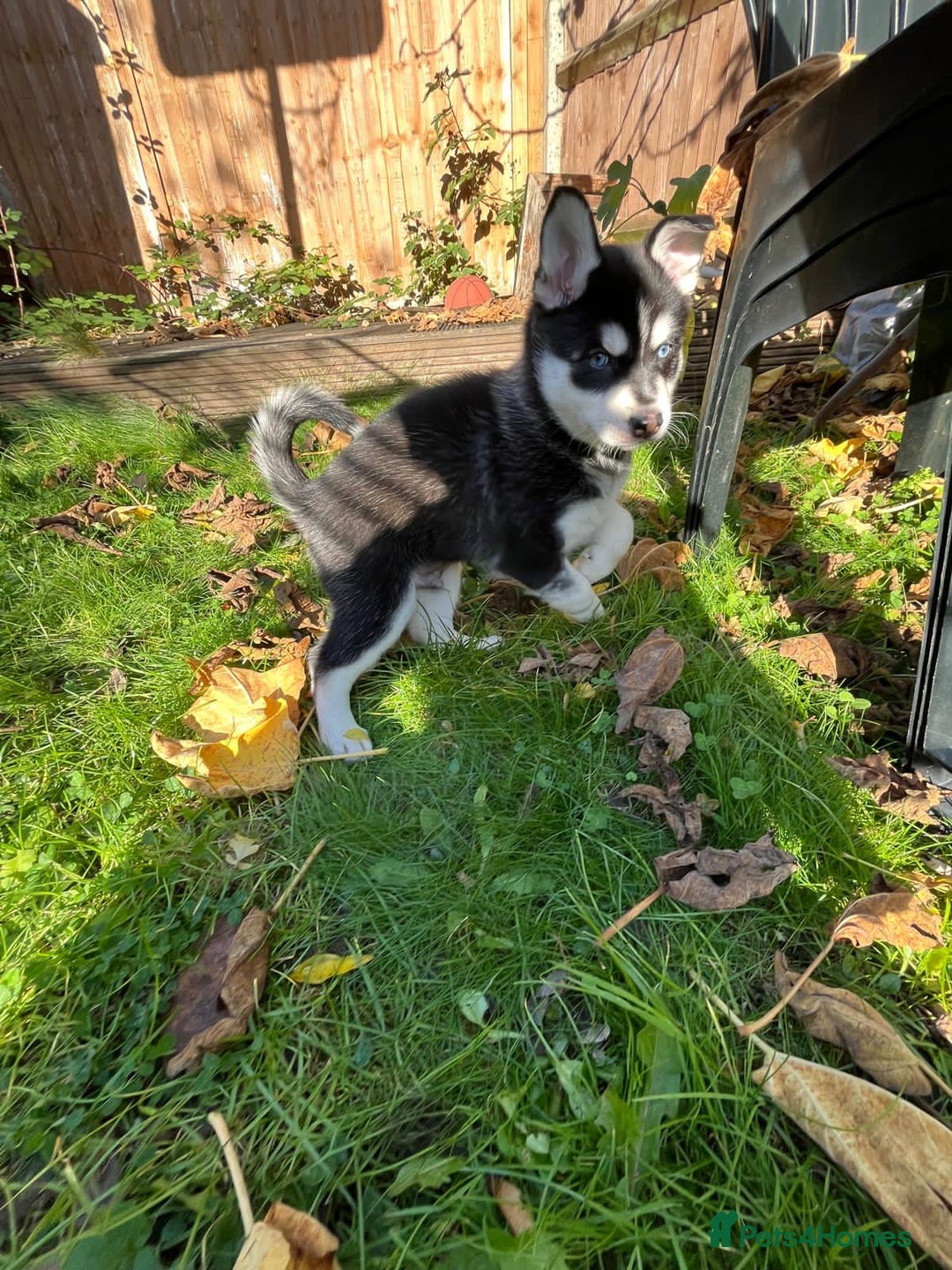 Mixed Breed dogs for sale: MIRO❤️ - Image 7