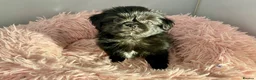 Mixed Breed dogs for sale: ADORABLE SHIH TZU/CHIHUAHUA - Advert 8