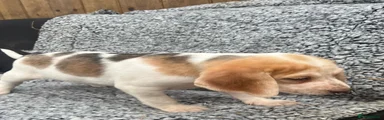 Beagle 3