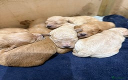 Mixed Breed dogs for sale: Cavachon Puppies for Sale  - Image 7