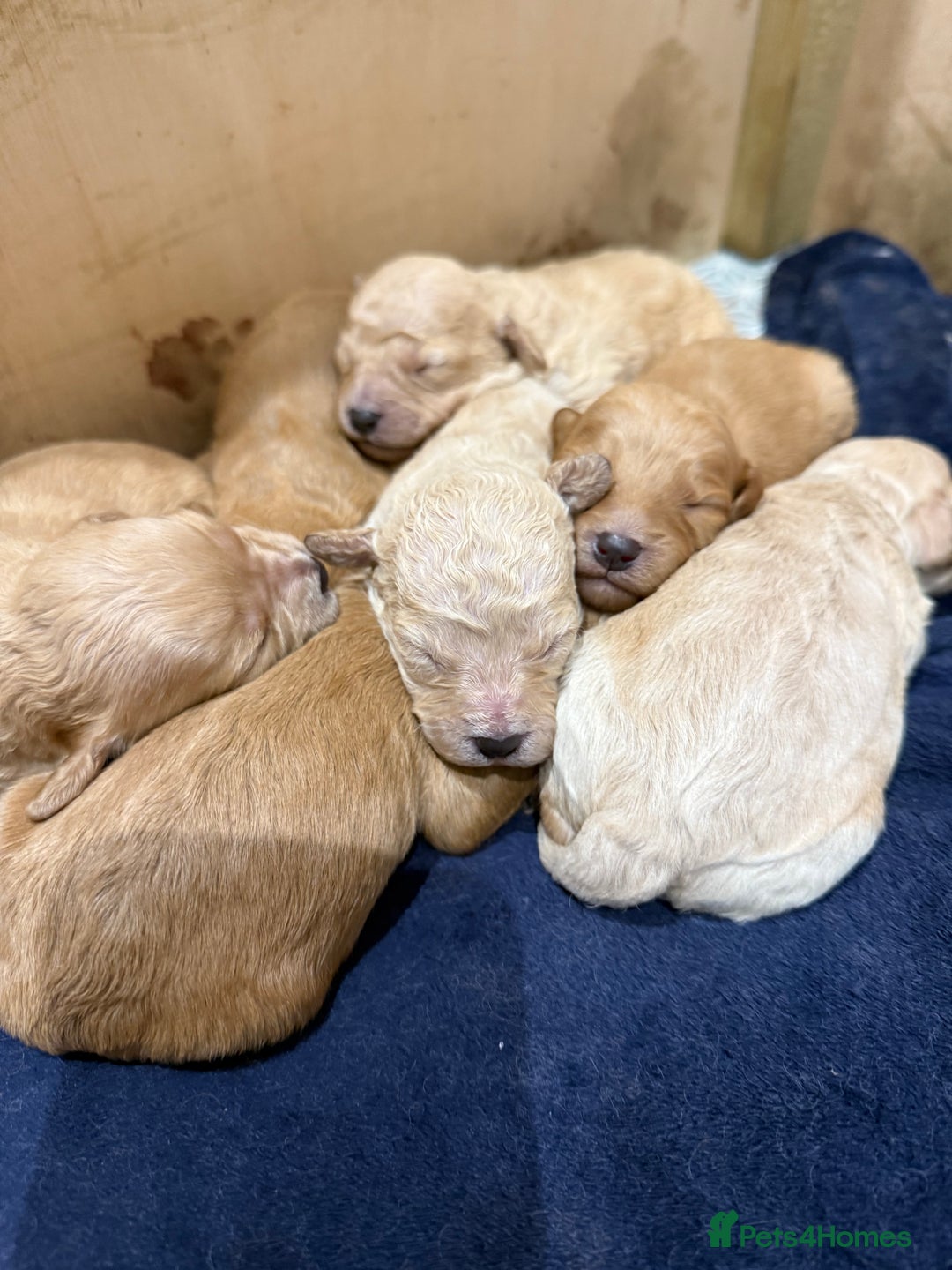 Mixed Breed dogs for sale: Cavachon Puppies for Sale  - Image 7