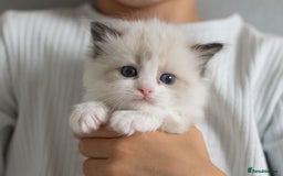Ragdoll cats for sale: NEW LITTER of Blue BiColour And Lynx kittens - Image 10