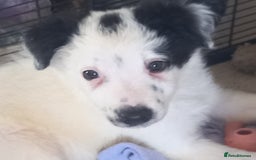 Border Collie dogs for sale: Beautiful Border Collie pups - Image 12