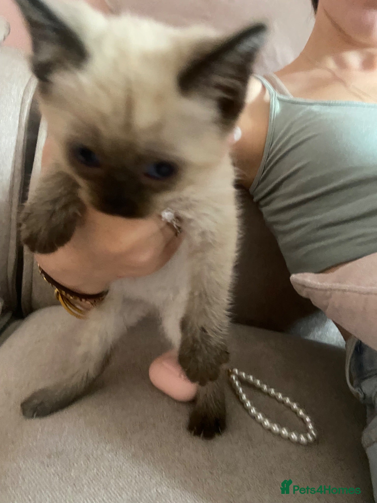 Ragdoll cats Beautiful kittens ready now 8weeks £50 - Advert 2