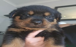 Rottweiler dogs for sale: Beautiful rottweiler puppies - Image 2