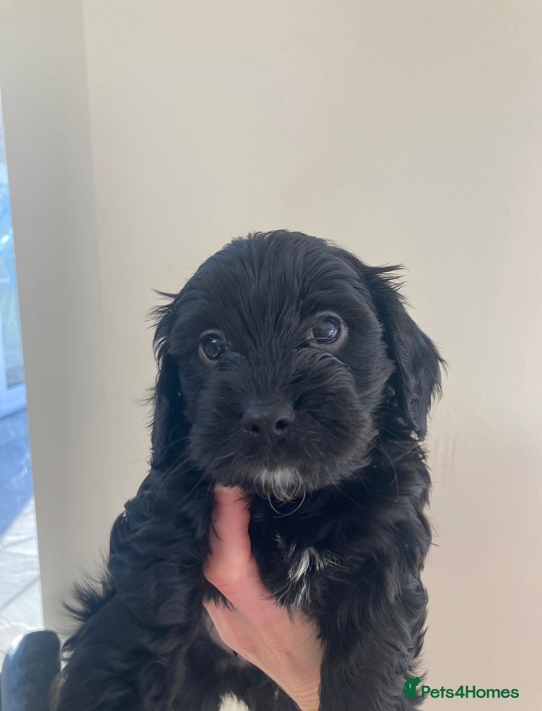 Cavapoo dogs for sale: WAITING LIST NOW OPEN Extremely Rare Merle F1  - Advert 11