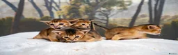 Abyssinian cats for sale: Ruddy Abyssinians Kittens-Outstanding Pedigree  - Advert 3