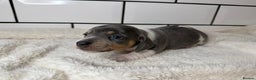 Miniature Dachshund dogs for sale: STUNNING MINIATURE DACHSHUNDS DAPPLE KC  - Advert 6