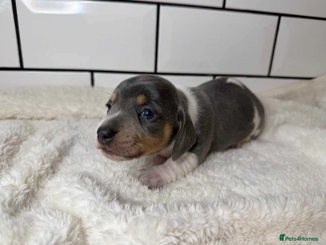 Miniature Dachshund dogs for sale: STUNNING MINIATURE DACHSHUNDS DAPPLE KC  - Advert 6