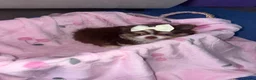 Pomeranian dogs for sale: 2 girl Pomeranians  in Wickford - Advert 5