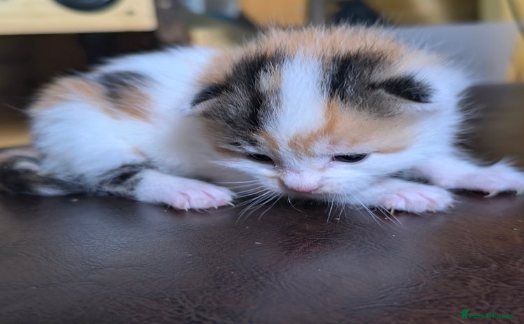 Domestic Shorthair cats - Advert 12