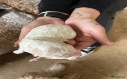 Cockapoo dogs for sale: F1b cockerpoo puppies - Image 8