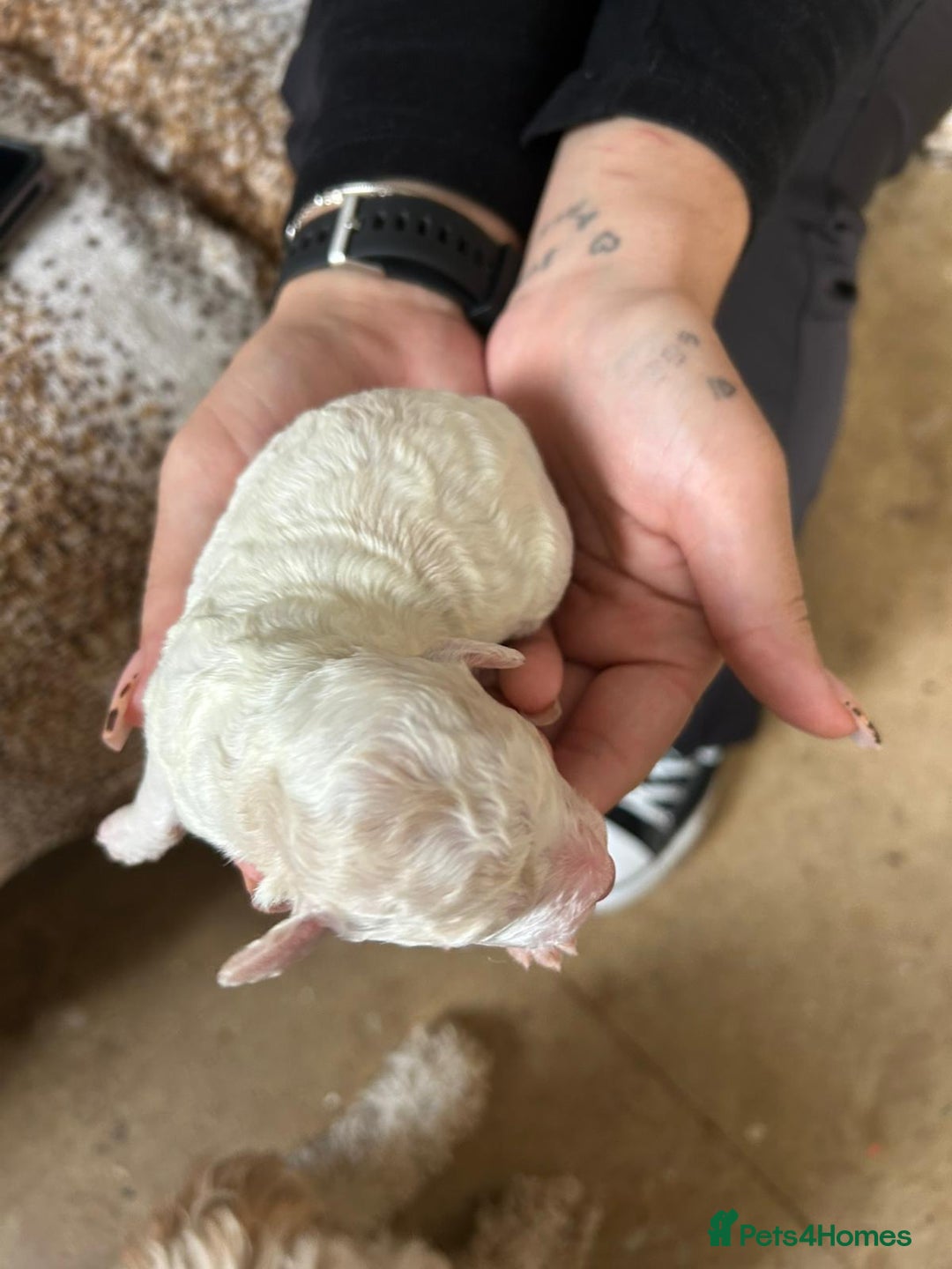 Cockapoo dogs for sale: F1b cockerpoo puppies - Image 8