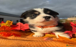 Welsh Corgi Pembroke dogs for sale: Champion Show quality stunning Corgi Puppies - Image 31