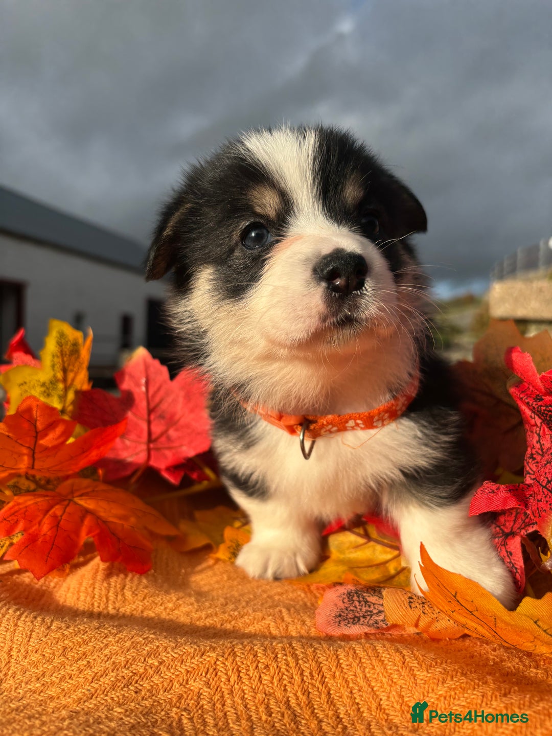 Welsh Corgi Pembroke dogs for sale: Champion Show quality stunning Corgi Puppies - Image 31