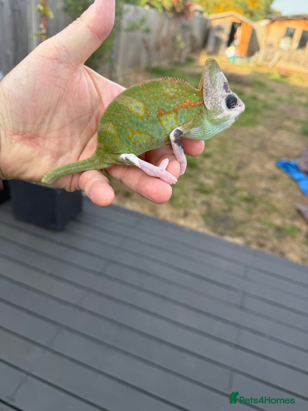 Chameleon reptiles for sale: Chameleon  - Image 7