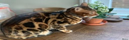 Bengal cats for sale: Pedigree Bengal Mooshi – Gentle, Observant Soul - Advert 2