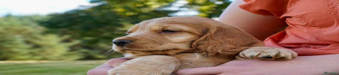 Cocker Spaniel Puppy 1