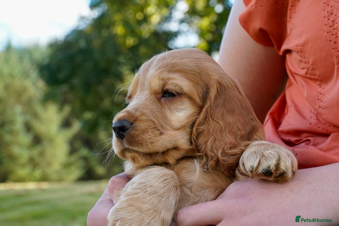 Cocker Spaniel Puppies for sale in Scotland | Pets4Homes