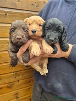 Cocker Spaniel dogs - Advert 13