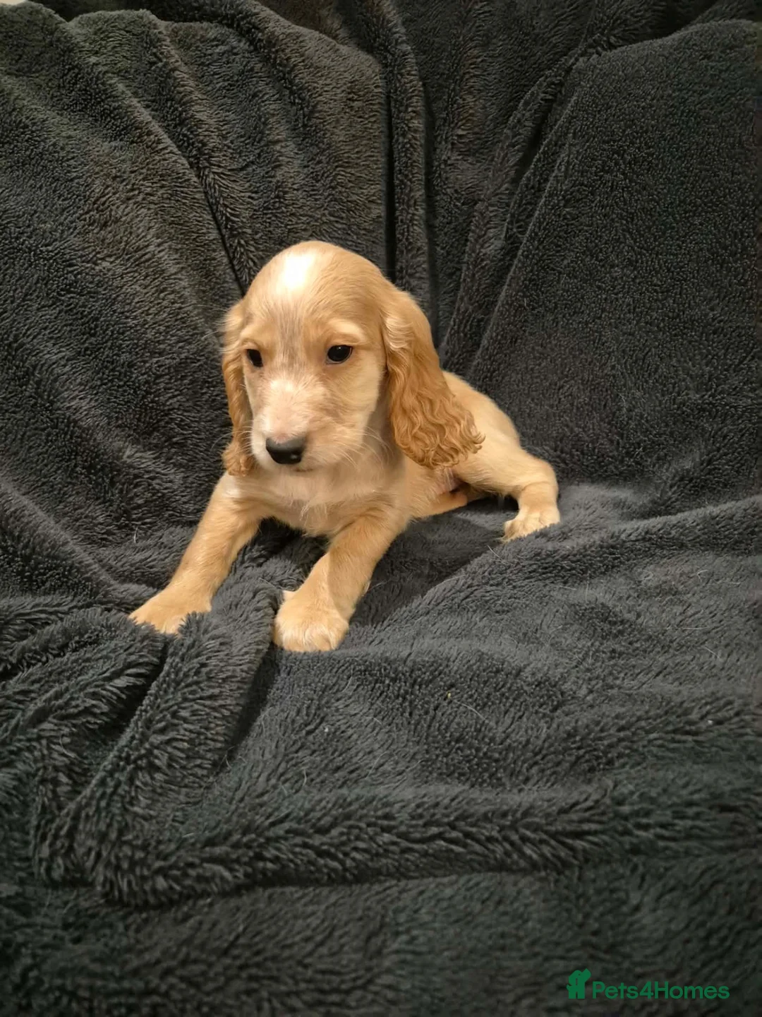 Cocker Spaniel dogs for sale: KC Health Clear Cocker Spaniels Puppies-Ready Now - Advert 19