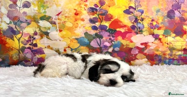 Cockapoo dogs - Advert 2