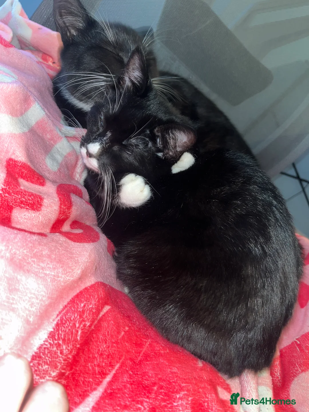 Domestic Shorthair cats for sale: READY NOW  - Advert 3