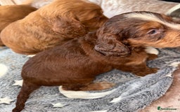 Cockapoo dogs for sale: 8 gorgeous little cockapoo puppies for sale - Image 12