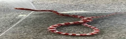 Corn Snake reptiles for sale: Baby Corn Snakes 🐍  - Advert 9