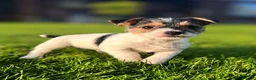 Jack Russell dogs for sale: Jack Russell puppies  - Advert 1