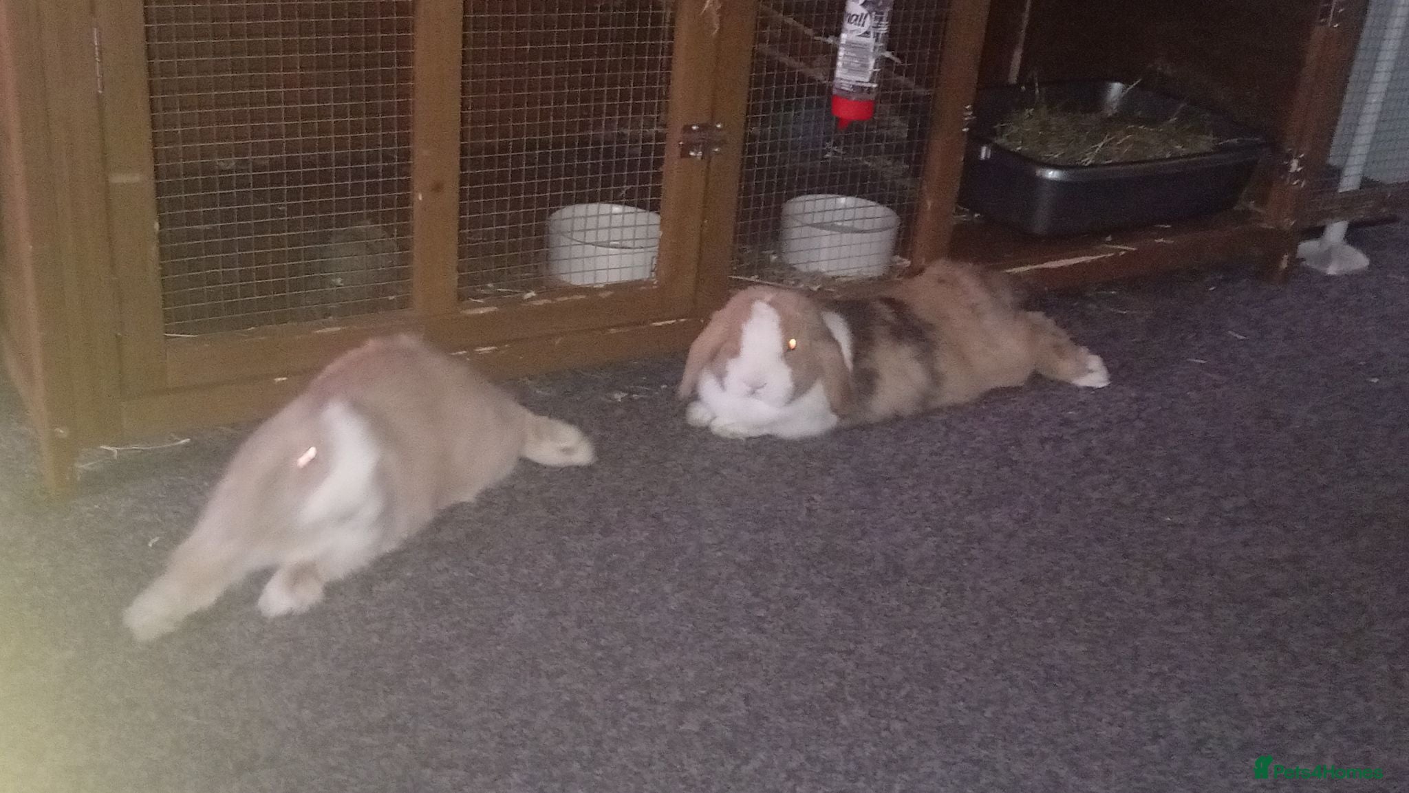 Mini Lop rabbits Lola and coco - Advert 1