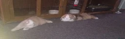 Mini Lop rabbits for sale: Lola and coco - Advert 1