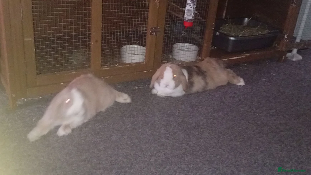 Mini Lop rabbits for sale: Lola and coco - Advert 1