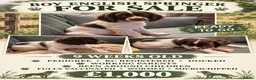 English Springer Spaniel dogs for sale: Pedigree working English Springer Spaniels  - Advert 2