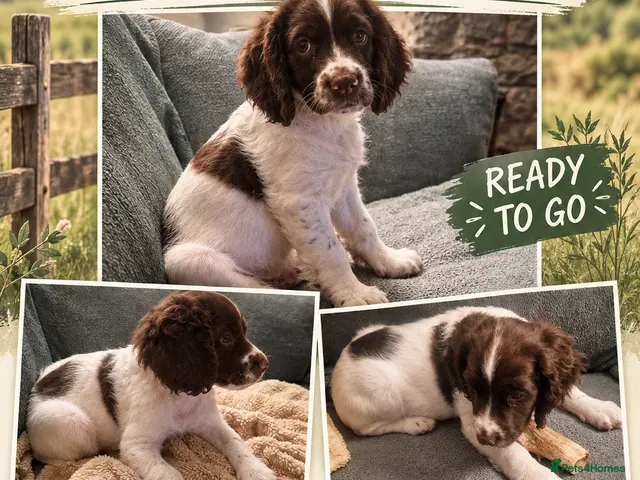 English Springer Spaniel dogs Pedigree working English Springer Spaniels - Advert 2